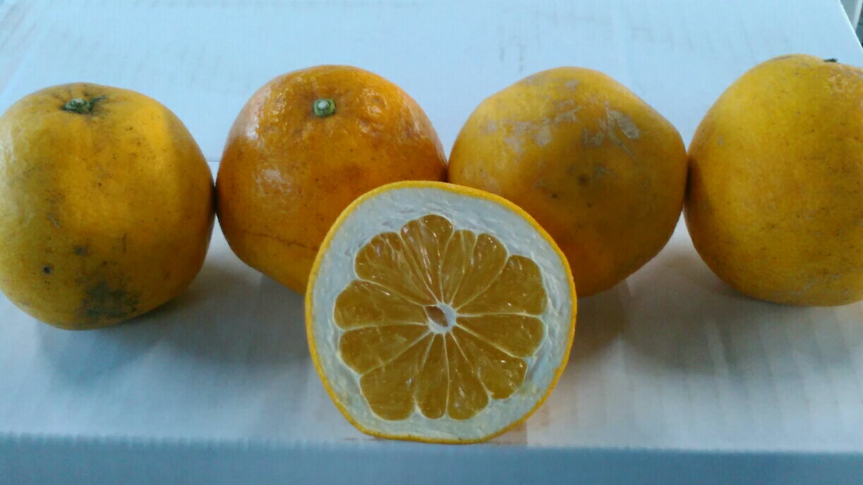 【ふるさと納税】【先行予約】 訳あり 河内晩柑 約12kg 規格外 サイズ不選別 【2026年3月下旬〜6月下旬発送予定】 晩柑 ばんかん 柑橘 九州 熊本県 宇城市 送料無料 株式会社GGYパッケージ サムネイル2