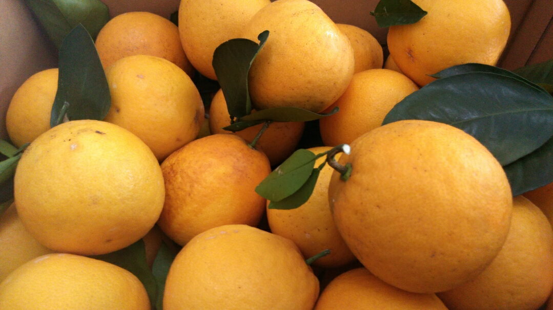 【ふるさと納税】【先行予約】 訳あり 河内晩柑 約12kg 規格外 サイズ不選別 【2026年3月下旬〜6月下旬発送予定】 晩柑 ばんかん 柑橘 九州 熊本県 宇城市 送料無料 株式会社GGYパッケージ サムネイル3