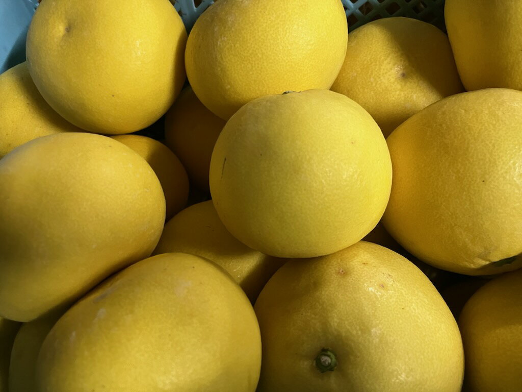 【ふるさと納税】【先行予約】 パール柑 約4kg サイズ不選別 【2026年1月下旬〜2月下旬発送予定】 文旦 大橘 柑橘 九州 熊本県 宇城市 送料無料 株式会社GGYパッケージ サムネイル3