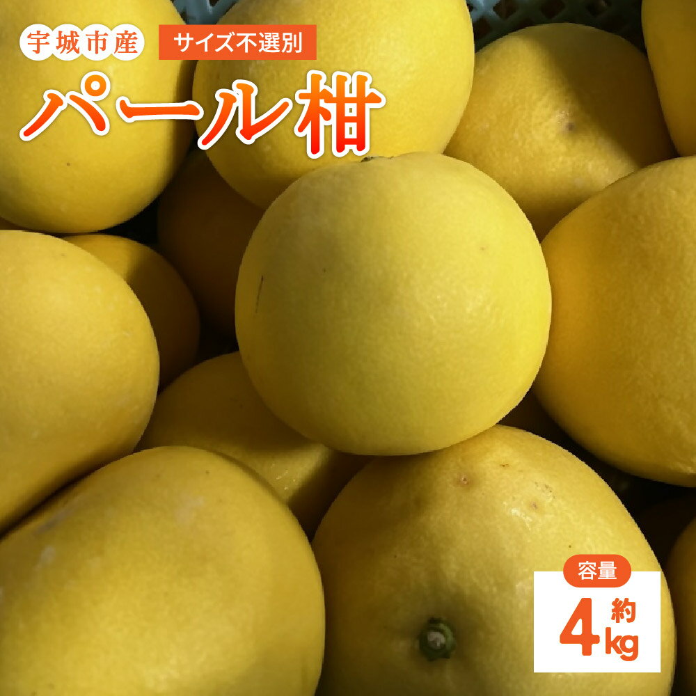 【先行予約】 パール柑 約4kg サイズ不選別 【2026年1月下旬〜2月下旬発送予定】 文旦 大橘 柑橘 九州 熊本県 宇城市 送料無料 株式会社GGYパッケージ