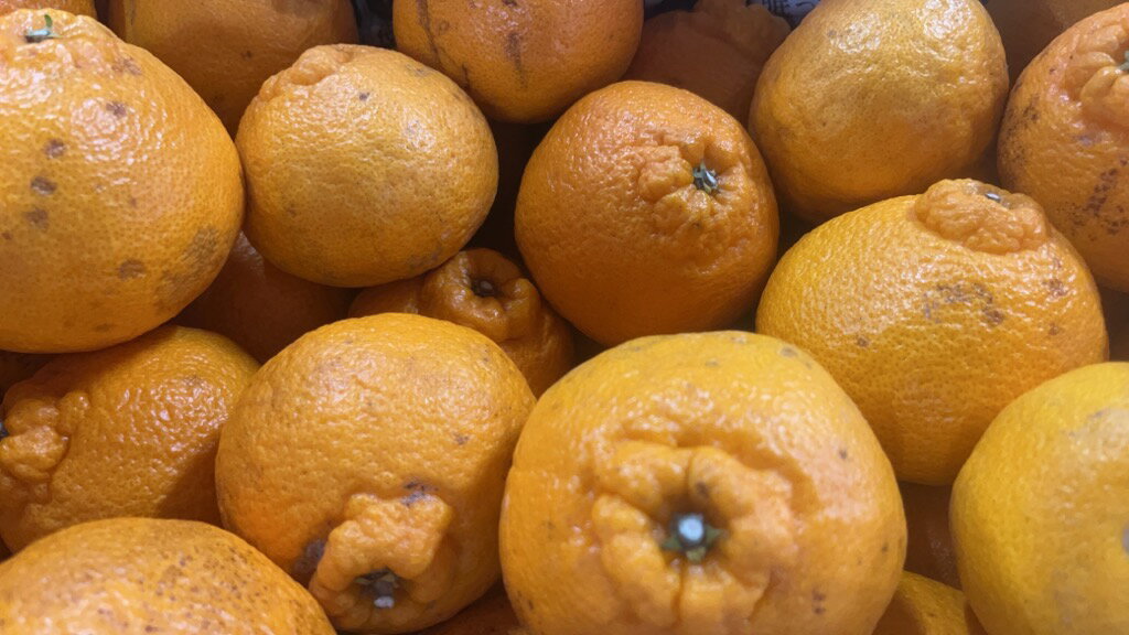 【ふるさと納税】【先行予約】 訳あり 不知火 規格外 サイズ不選別【選べる内容量】約5kg もしくは 約8kg 【2026年1月下旬〜2月下旬発送予定】デコポンと同品種 しらぬい 柑橘 九州 熊本県 宇城市 株式会社GGYパッケージ サムネイル2