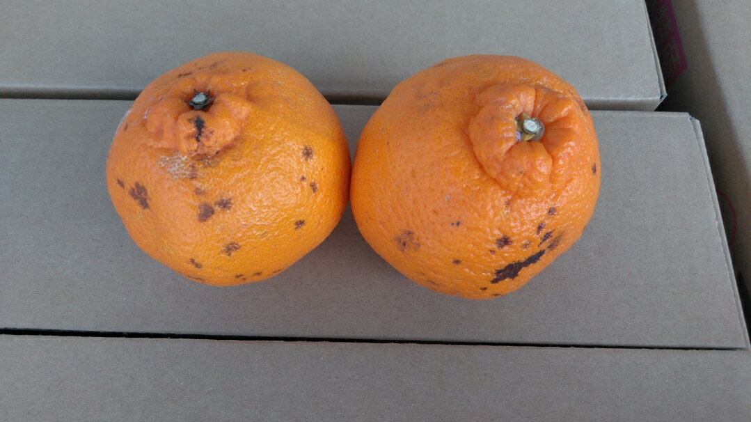 【ふるさと納税】【先行予約】 訳あり 不知火 規格外 サイズ不選別【選べる内容量】約5kg もしくは 約8kg 【2026年1月下旬〜2月下旬発送予定】デコポンと同品種 しらぬい 柑橘 九州 熊本県 宇城市 株式会社GGYパッケージ サムネイル3