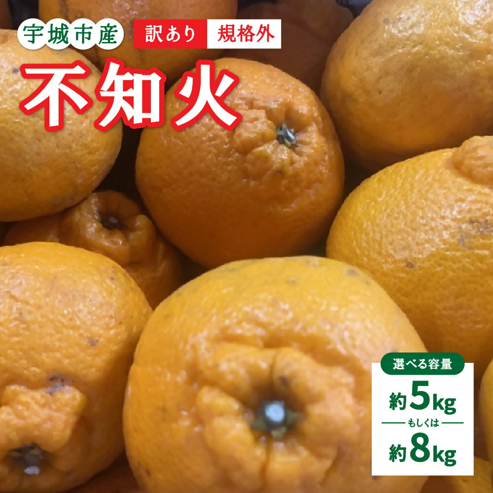 【先行予約】 訳あり 不知火 規格外 サイズ不選別【選べる内容量】約5kg もしくは 約8kg 【2026年1月下旬〜2月下旬発送予定】デコポンと同品種 しらぬい 柑橘 九州 熊本県 宇城市 株式会社GGYパッケージ