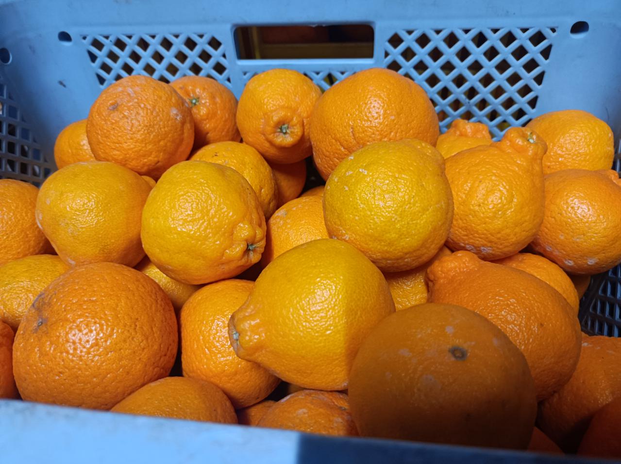 【ふるさと納税】【先行予約】 不知火 約4kg サイズ不選別 【2026年1月下旬〜2月下旬発送予定】デコポンと同品種 しらぬい 柑橘 九州 熊本県 宇城市 株式会社GGYパッケージ サムネイル2