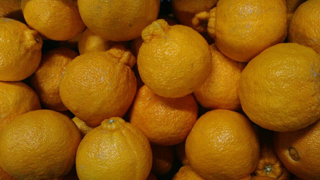 【ふるさと納税】【先行予約】 不知火 約4kg サイズ不選別 【2026年1月下旬〜2月下旬発送予定】デコポンと同品種 しらぬい 柑橘 九州 熊本県 宇城市 株式会社GGYパッケージ サムネイル3