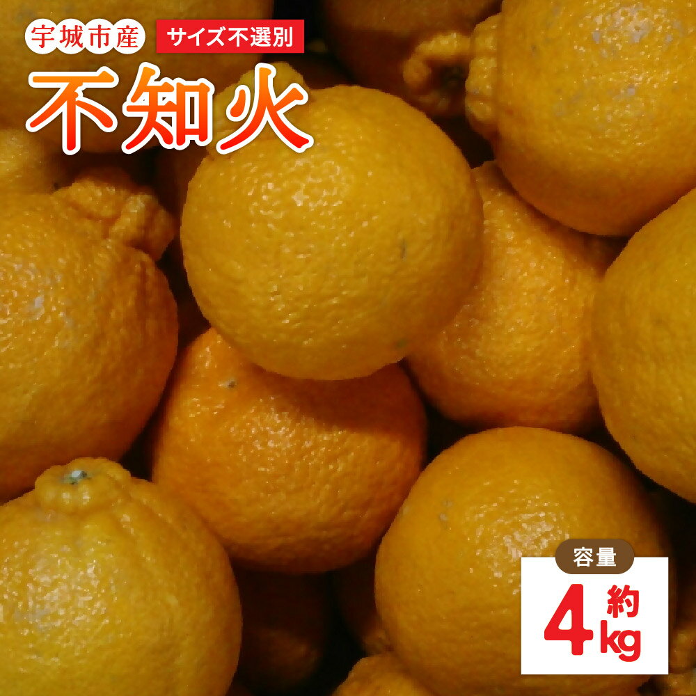 【先行予約】 不知火 約4kg サイズ不選別 【2026年1月下旬〜2月下旬発送予定】デコポンと同品種 しらぬい 柑橘 九州 熊本県 宇城市 株式会社GGYパッケージ
