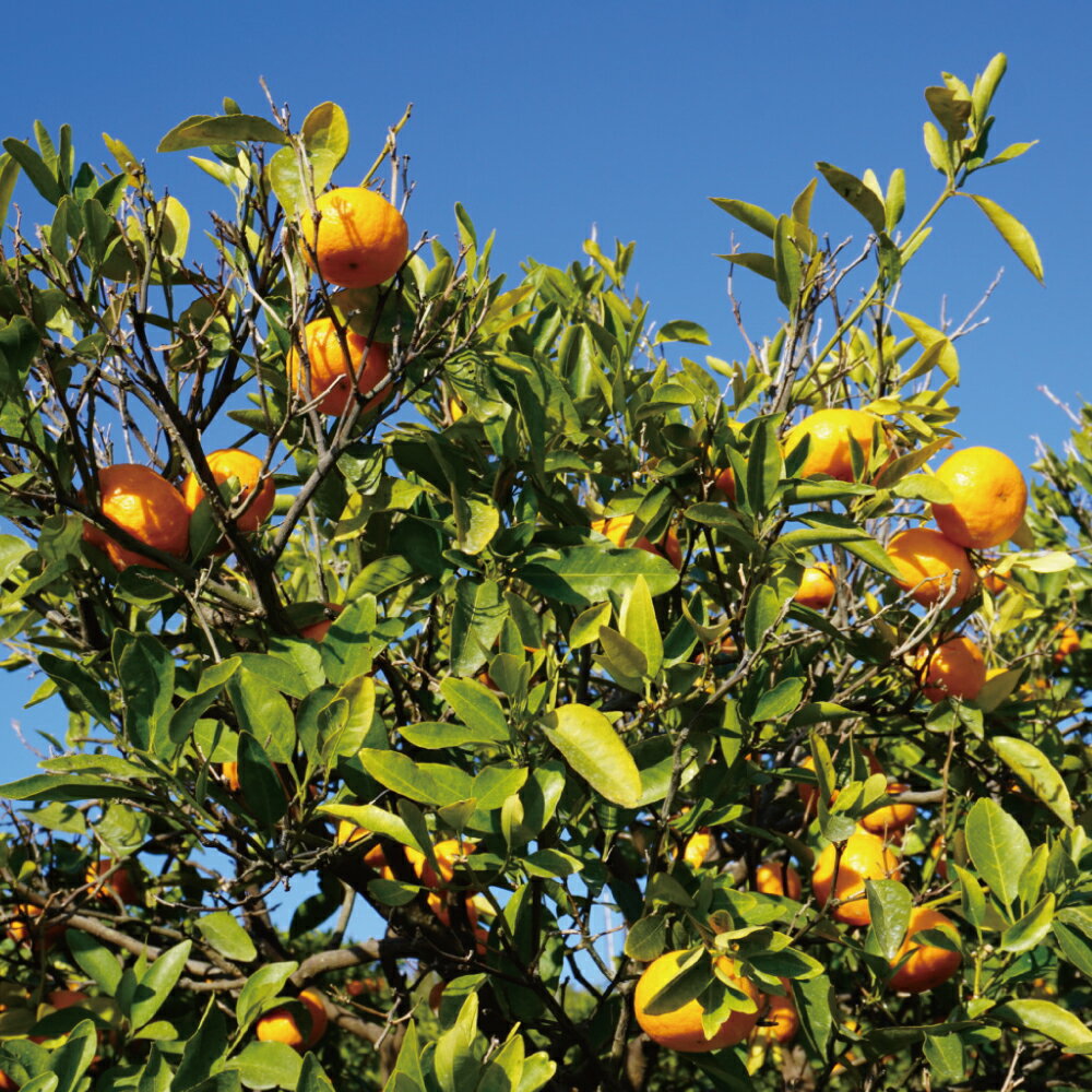 【ふるさと納税】先行予約 ポンカン 約4kg (20玉前後) または 約8kg (40玉前後)【2026年1月上旬から2月上旬発送予定】フルーツ 果物 くだもの 熊本県産 九州産 国産 送料無料 ひでみかん サムネイル2