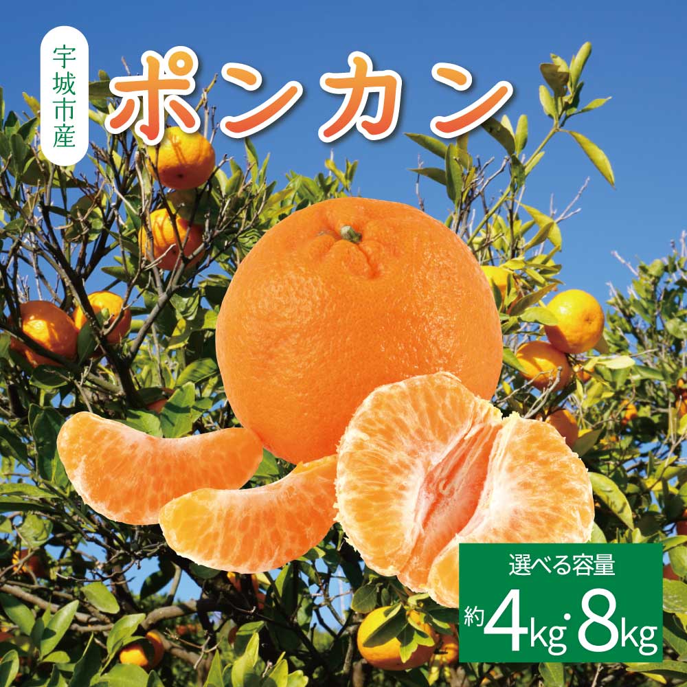 先行予約 ポンカン 約4kg (20玉前後) または 約8kg (40玉前後)【2026年1月上旬から2月上旬発送予定】フルーツ 果物 くだもの 熊本県産 九州産 国産 送料無料 ひでみかん