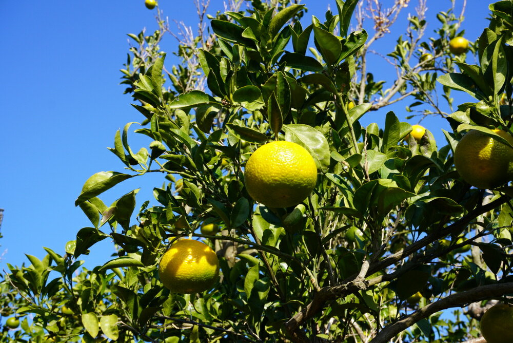 【ふるさと納税】 先行予約 スイートスプリング 約8kg (40玉前後) 【2025年12月上旬から2026年1月下旬頃発送予定】 フルーツ 果物 くだもの 熊本県産 九州産 国産 送料無料 ひでみかん サムネイル2