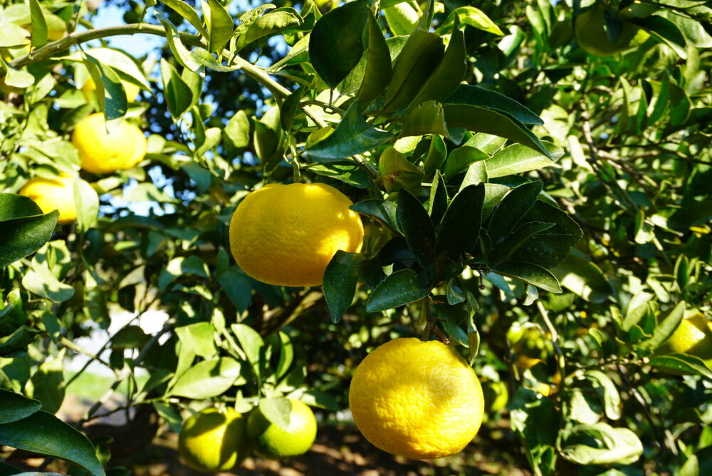 【ふるさと納税】 先行予約 スイートスプリング 約8kg (40玉前後) 【2025年12月上旬から2026年1月下旬頃発送予定】 フルーツ 果物 くだもの 熊本県産 九州産 国産 送料無料 ひでみかん サムネイル3