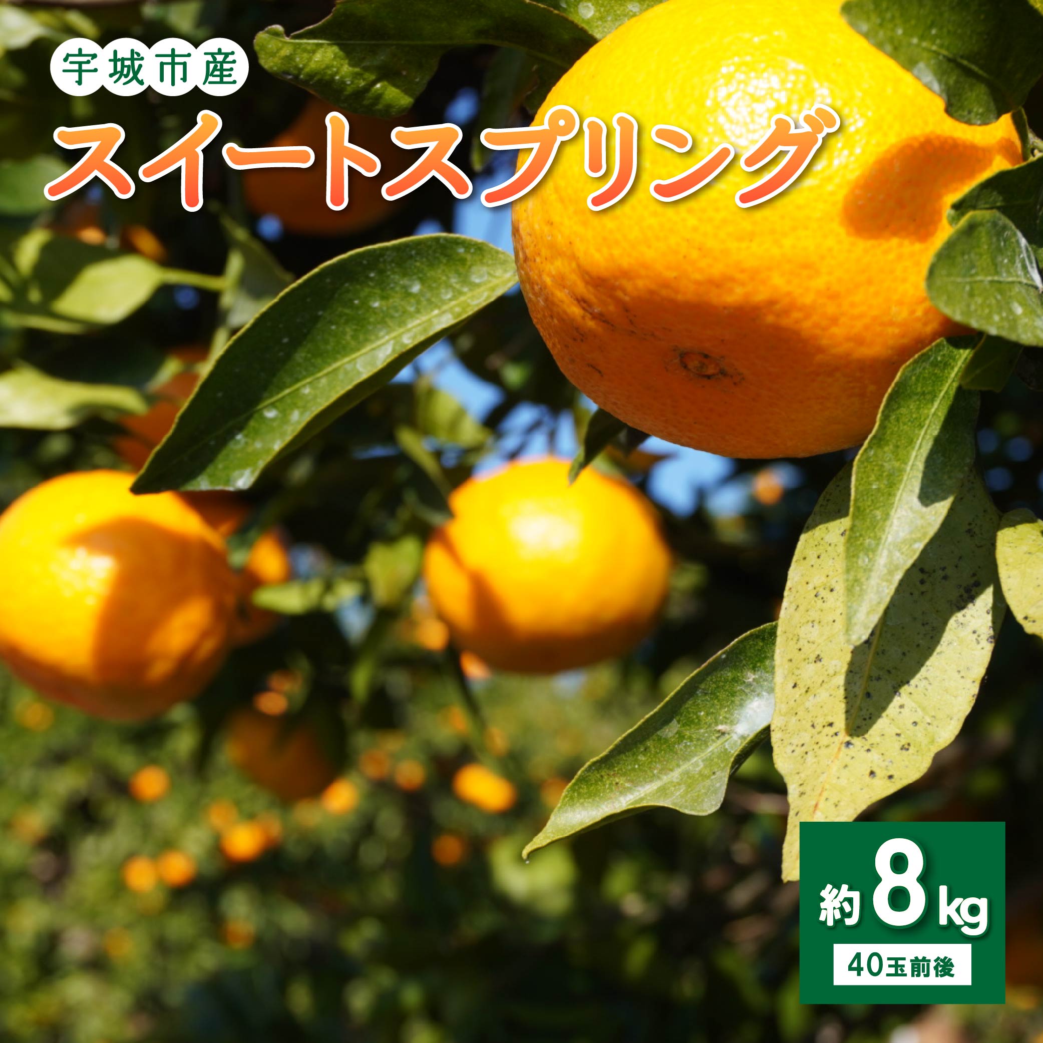 先行予約 スイートスプリング 約8kg (40玉前後) 【2025年12月上旬から2026年1月下旬頃発送予定】 フルーツ 果物 くだもの 熊本県産 九州産 国産 送料無料 ひでみかん