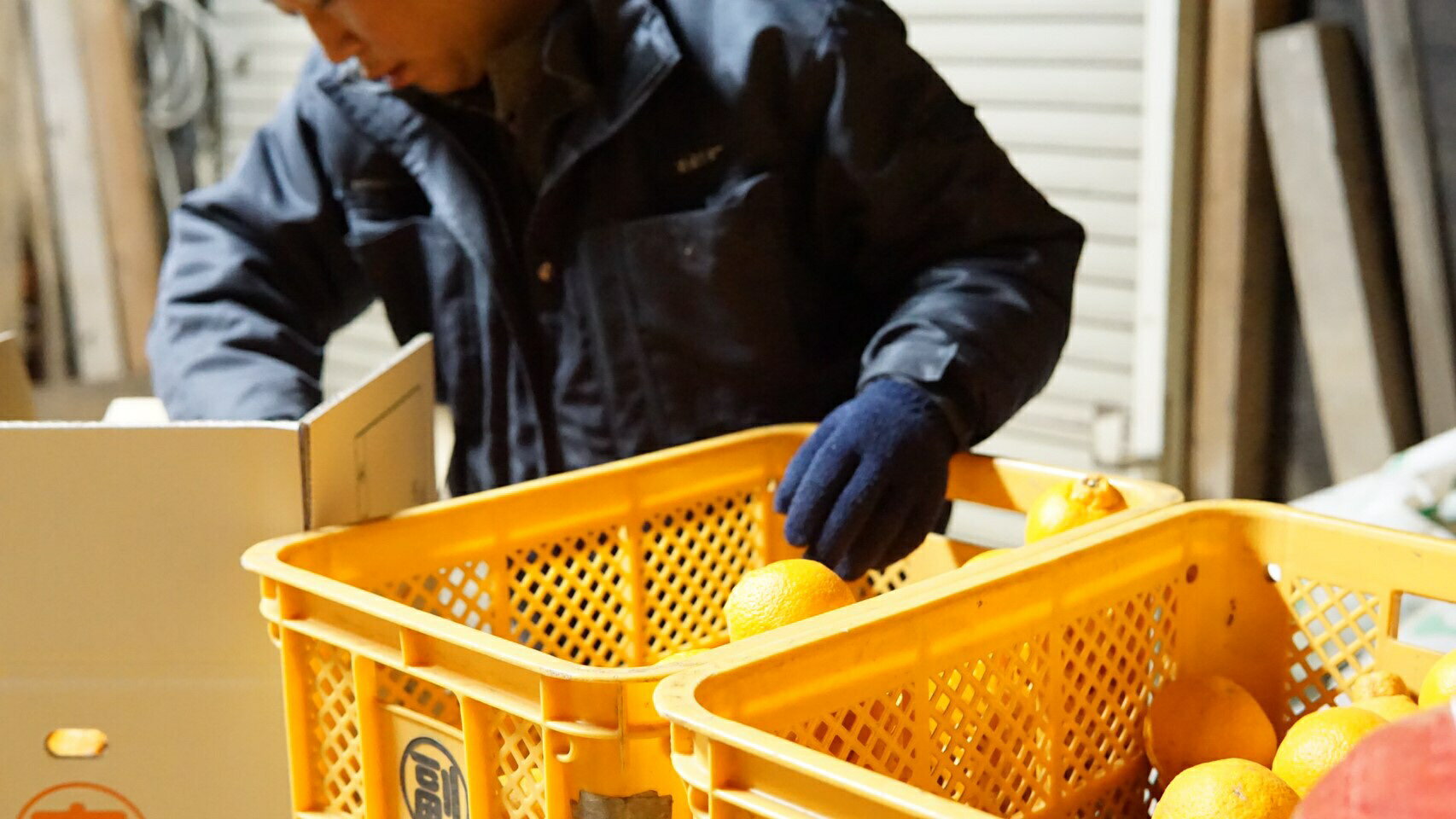 【ふるさと納税】 先行予約 不知火 約8kg (25玉前後) 【2026年2月中旬から3月下旬発送予定】 しらぬい みかん ミカン 蜜柑 フルーツ 果物 くだもの 熊本県産 九州産 国産 送料無料 ひでみかん サムネイル2