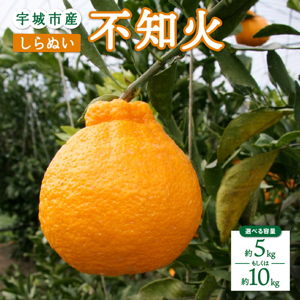 先行予約 不知火 5kg もしくは 10kg 15玉〜44玉 【2026年2月上旬から4月下旬発送予定】 ひかる農園 しらぬい 柑橘類 みかん 宇城市産 熊本県産 九州産 国産