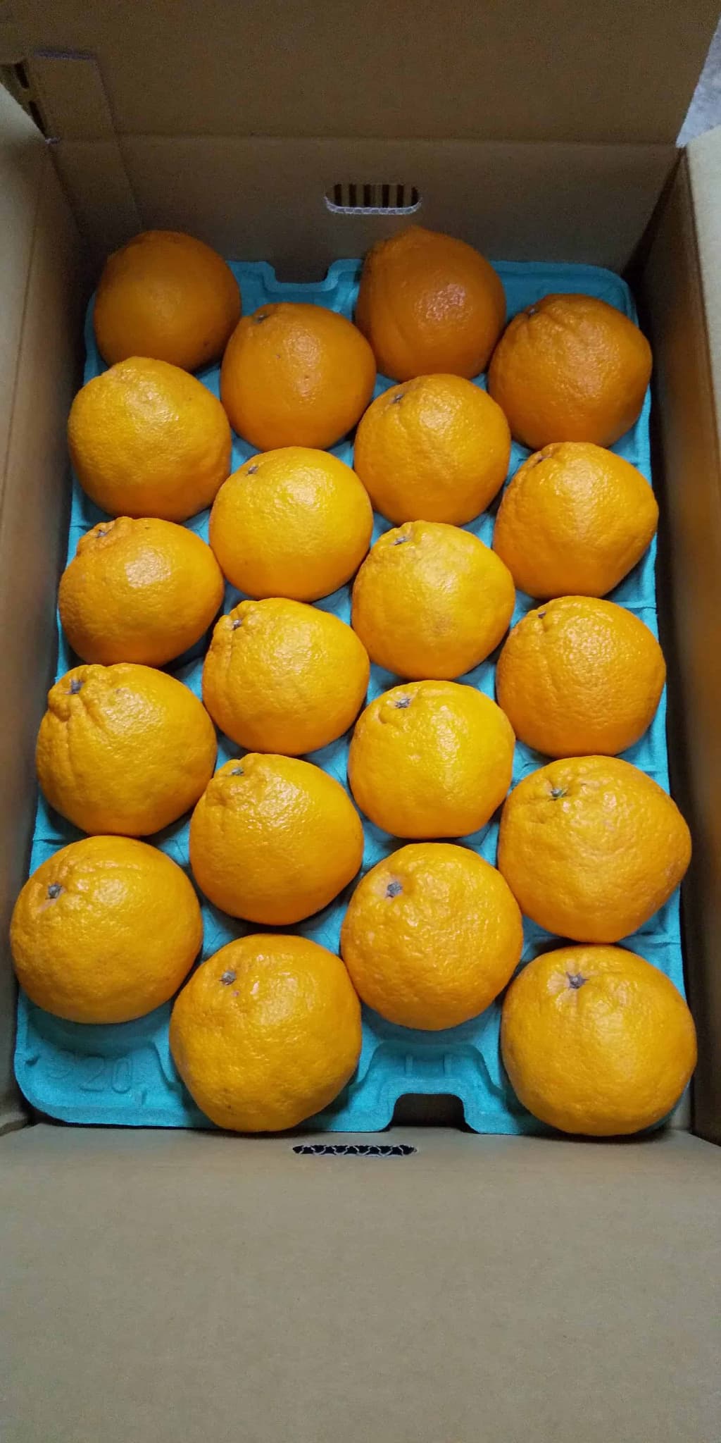 【ふるさと納税】 先行予約 不知火 約5kg (15〜22玉前後)【2026年3月上旬〜4月下旬発送予定】 しらぬい 柑橘類 みかん ミカン 蜜柑 果物 フルーツ 宇城市産 熊本県産 九州産 ひがし果樹園 サムネイル2