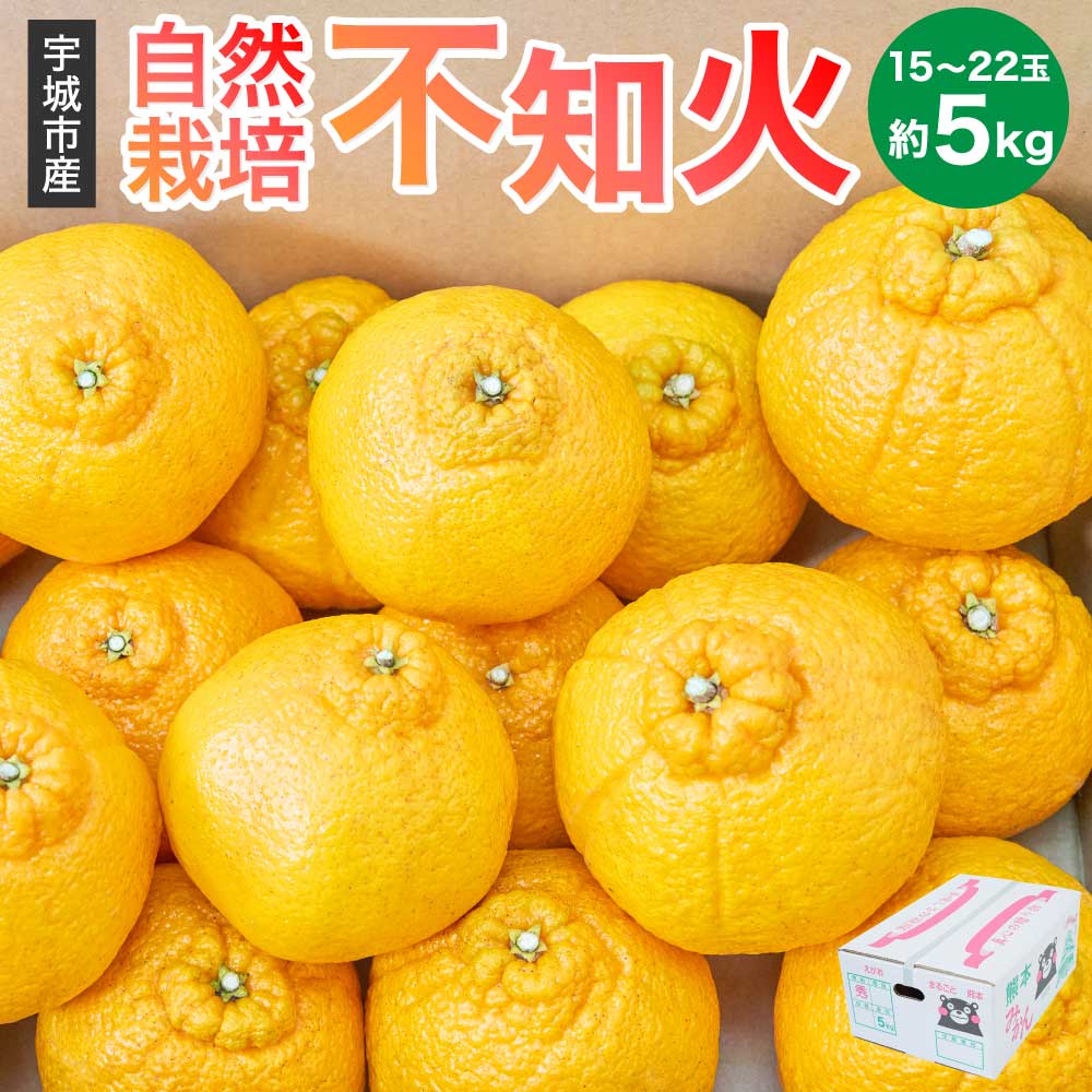先行予約 不知火 約5kg（15〜22玉） 【2026年3月上旬~2026年4月上旬頃発送予定】 自然栽培 農薬不使用 みかん 蜜柑 柑橘 国産 九州 熊本県 宇城市 しらぬい 株式会社la Nui.