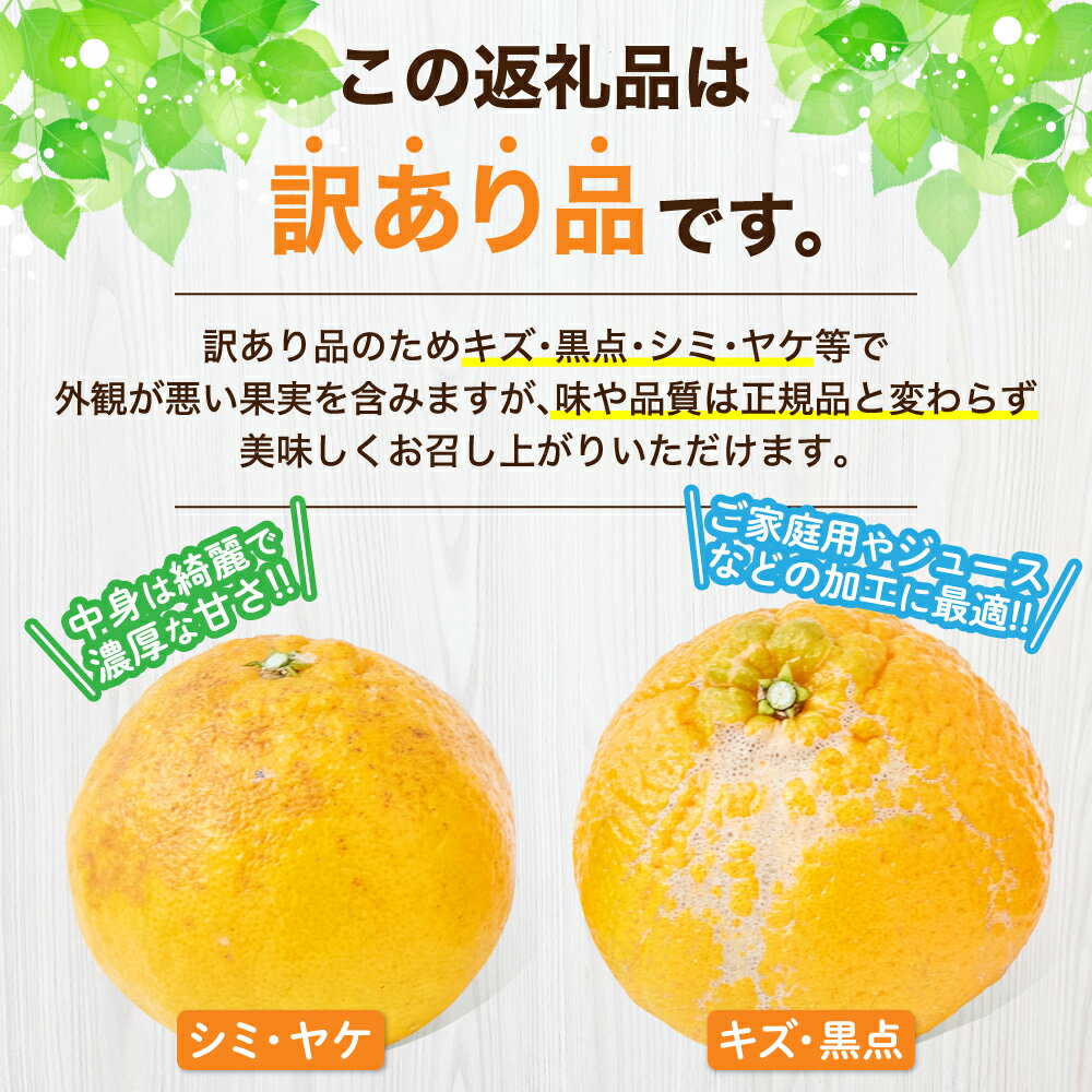 【ふるさと納税】【選べる内容量】 先行予約 訳あり 不知火 約3kg（7〜12玉）もしくは 約5kg（15〜22玉） 【2026年3月上旬~2026年4月上旬頃発送予定】 しらぬい みかん 蜜柑 柑橘 お取り寄せ 国産 九州 熊本県 宇城市 株式会社la Nui. サムネイル2