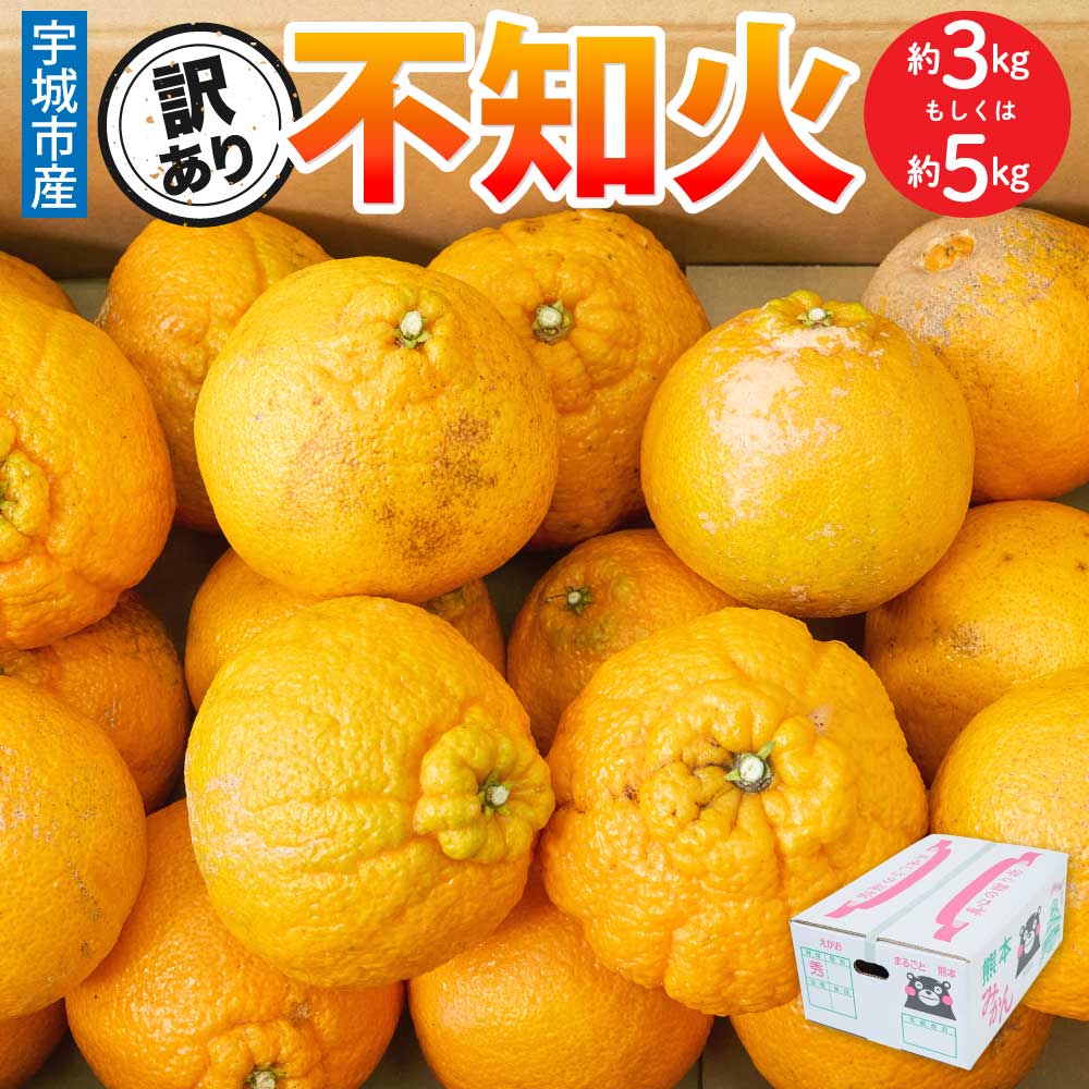 【選べる内容量】 先行予約 訳あり 不知火 約3kg（7〜12玉）もしくは 約5kg（15〜22玉） 【2026年3月上旬~2026年4月上旬頃発送予定】 しらぬい みかん 蜜柑 柑橘 お取り寄せ 国産 九州 熊本県 宇城市 株式会社la Nui.