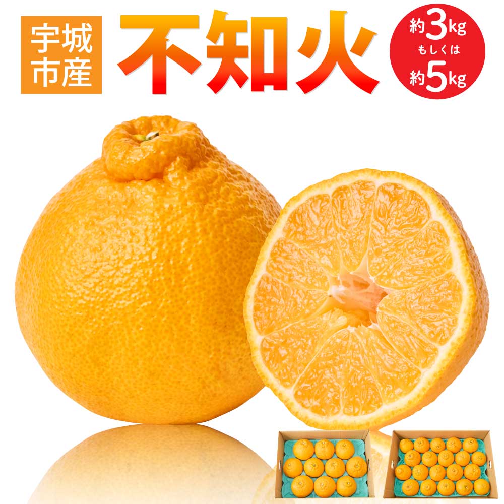 【選べる内容量】 先行予約 不知火 約3kg（7〜12玉前後）もしくは 約5kg（15〜22玉） 【2026年3月上旬~2026年4月上旬頃発送予定】 しらぬい 蜜柑 ミカン 柑橘 国産 九州 熊本県 宇城市 株式会社la Nui.