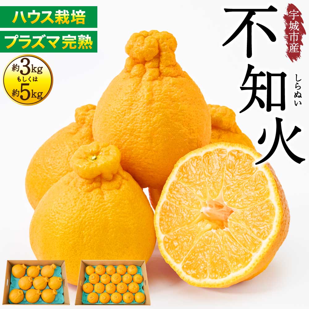 【選べる内容量】 先行予約 ハウス栽培 プラズマ完熟 不知火 約3kg（7〜12玉）もしくは 約5kg（15〜22玉） 【2026年3月上旬~2026年4月上旬頃発送予定】 しらぬい みかん 蜜柑 柑橘 国産 九州 熊本県 宇城市 株式会社la Nui.
