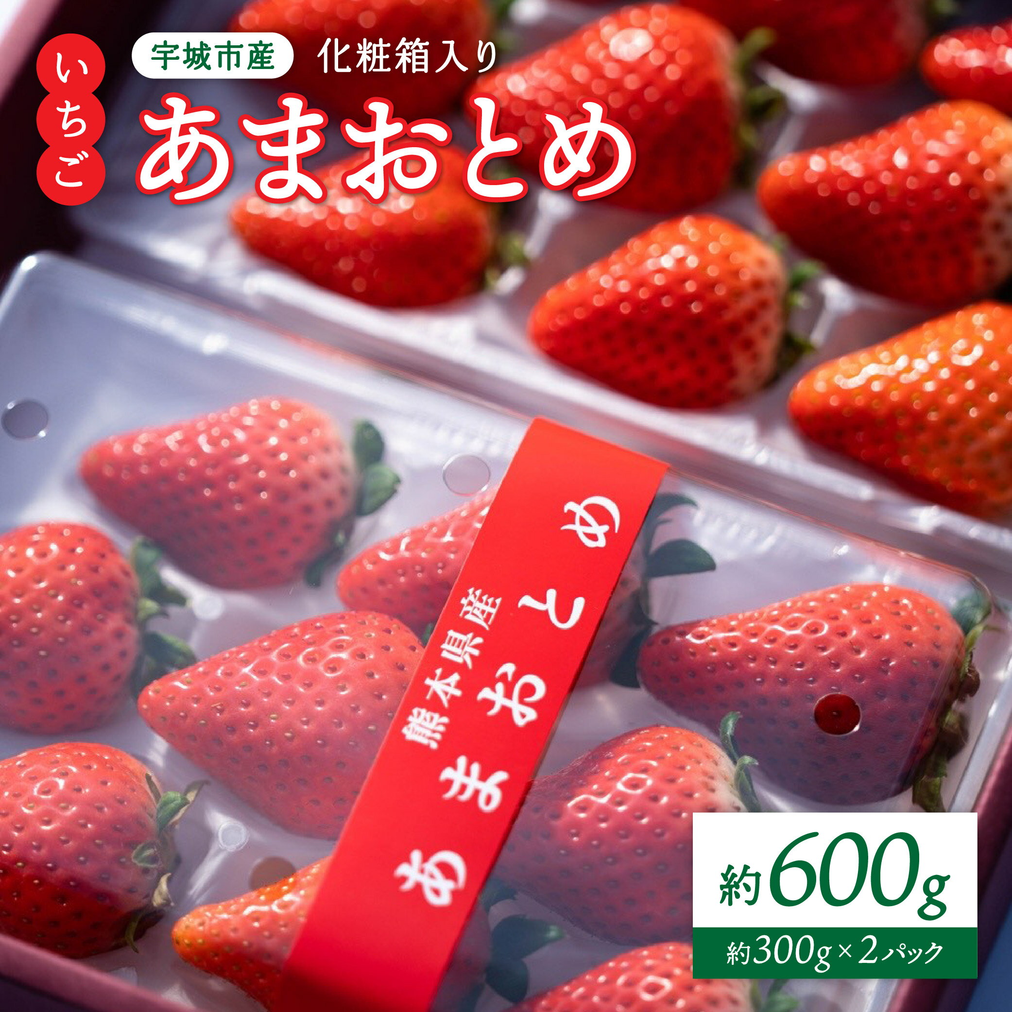 先行予約【配送月が選べる】 化粧箱入り いちご あまおとめ 約600g （約300g×2パック)【2026年1月上旬〜3月下旬発送予定】 苺 熊本県産 九州産 国産 NAGATA FARM