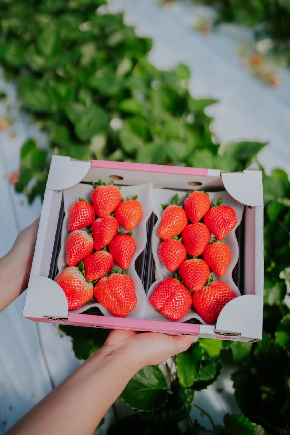【ふるさと納税】先行予約【配送月が選べる】 いちご あまおとめ 約1kg(約250g×4パック) 【2026年1月上旬〜3月下旬発送予定】 苺 熊本県産 九州産 国産 宇城市産 NAGATA FARM サムネイル3