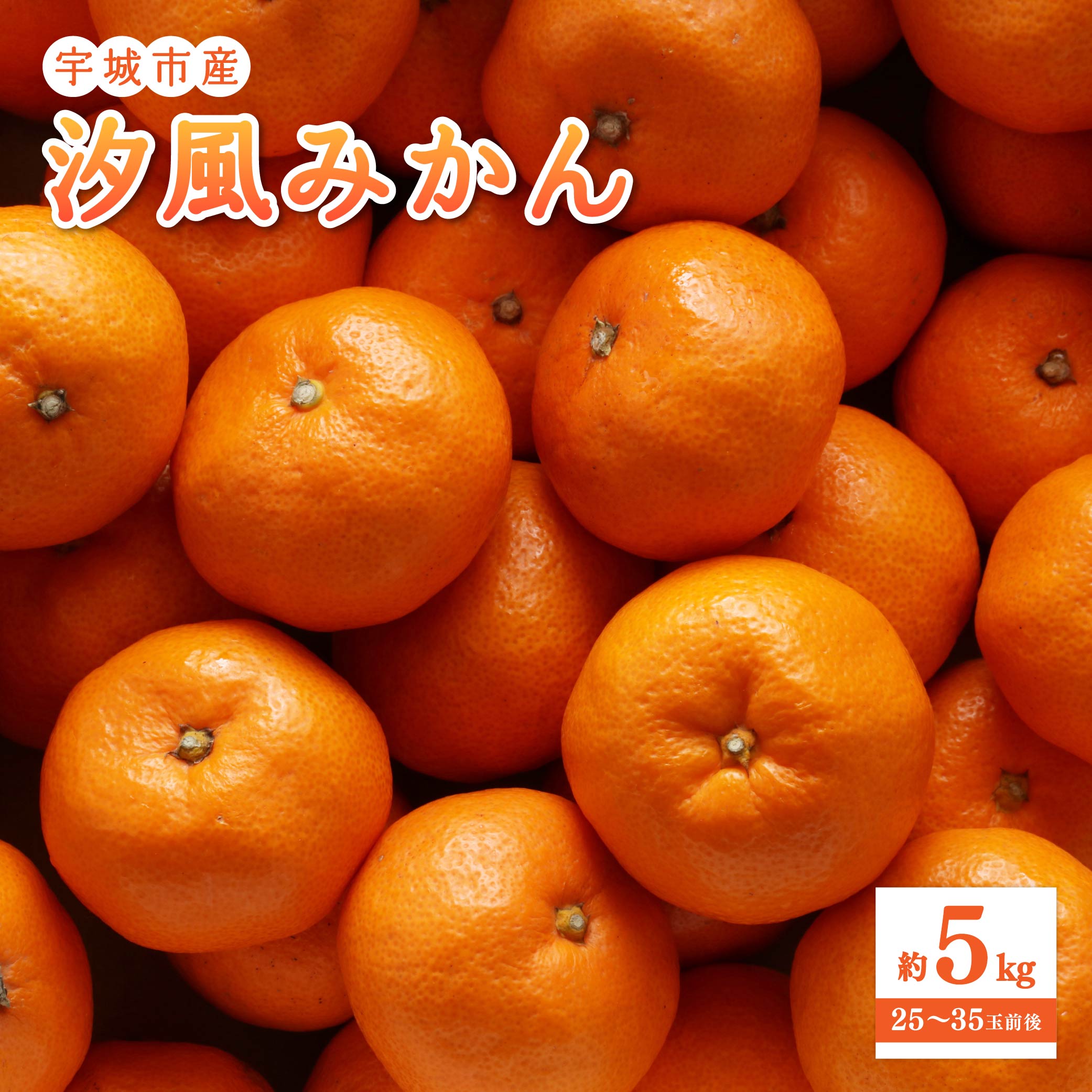 汐風 みかん 約5kg (25-35玉前後) 【2025年11月上旬から2026年1月下旬発送予定】 みかん ミカン 蜜柑 柑橘 フルーツ 果物 くだもの 熊本県産 九州産 国産 送料無料 のむちゃん農園