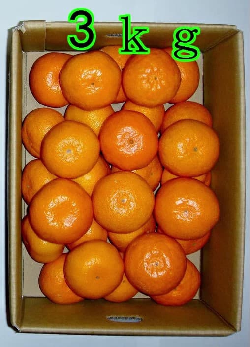 【ふるさと納税】 汐風 みかん 等級「秀」約3kg (15〜20玉前後) 【2025年11月上旬～2026年1月下旬発送予定】みかん ミカン 蜜柑 柑橘 フルーツ 果物 くだもの 熊本県産 九州産 国産 送料無料 のむちゃん農園 サムネイル2