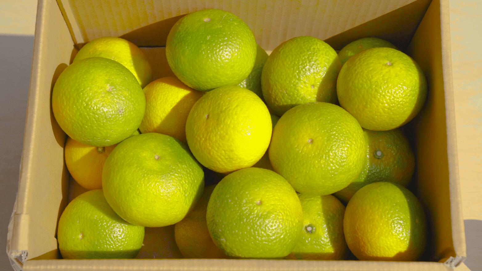 【ふるさと納税】 スイートスプリング 約5kg (15〜20玉前後) 【2025年11月下旬-2026年2月下旬発送予定】柑橘 フルーツ 果物 くだもの 熊本県産 九州産 国産 送料無料 のむちゃん農園 サムネイル3