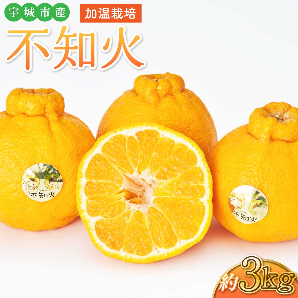 先行予約 不知火 約3kg 加温栽培 【2025年12月発送開始予定】しらぬい みかん 蜜柑 宇城市産 熊本県産 九州産 国産 株式会社坂下園