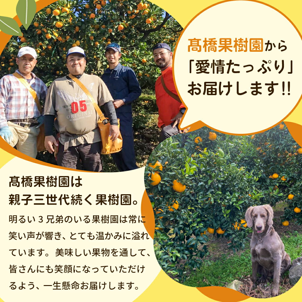 【ふるさと納税】 先行予約 不知火 温室ハウス栽培 プレミアム完熟 【選べる容量】約3kg (5玉〜9玉)〜 約5kg(12玉〜18玉) 【2025年12月上旬から2026年1月下旬発送予定】 しらぬい 柑橘 糖度 13度以上 完熟 ハウス 熊本県 高橋果樹園 サムネイル2