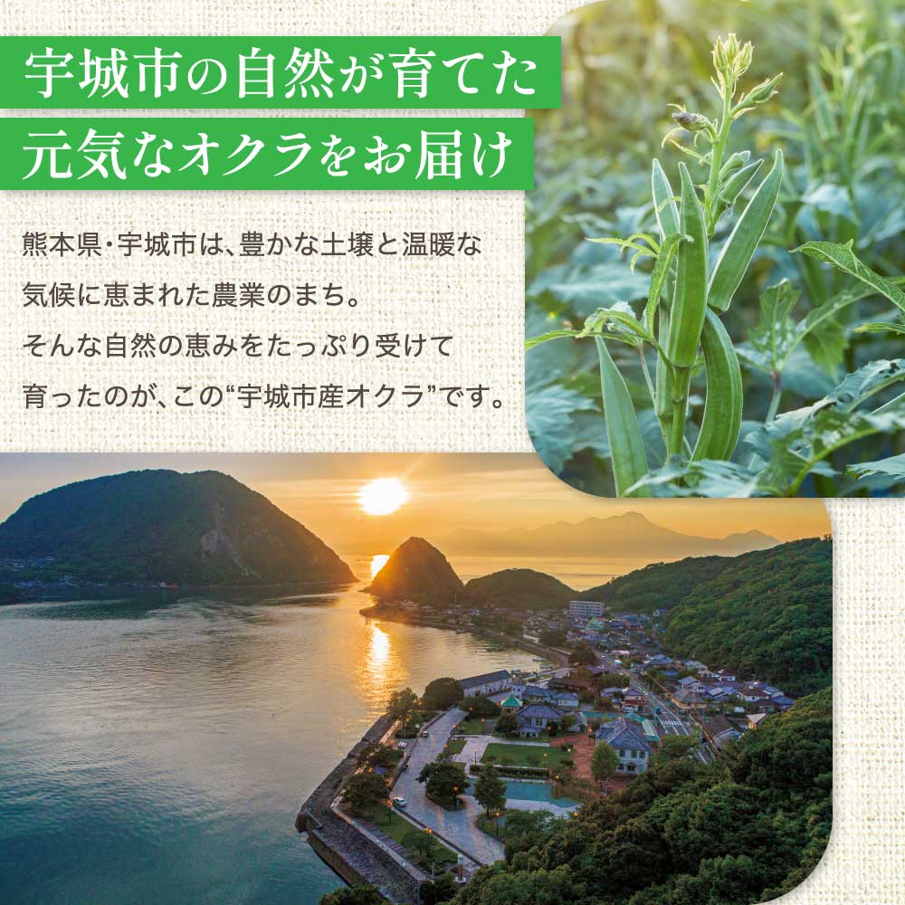 【ふるさと納税】 先行予約 オクラ おくら 冨田さん家のオクラ800g（80g×10袋） 【2026年4月中旬から2026年10月下旬頃順次発送予定】 新鮮野菜 夏野菜 家庭料理 国産野菜 熊本県産 国産 九州 熊本県 宇城市 サラダ おひたし 粘りが強い 柔らかい ご飯のお供 冨田農園 - 画像3