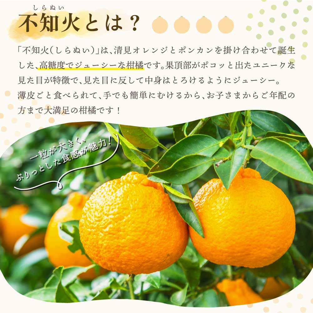 【ふるさと納税】【先行予約】不知火 訳あり 冨田さん家の不知火 路地栽培 5kg 【2026年1月中旬-1月下旬発送予定】 しらぬい みかん 蜜柑 柑橘 常温 家庭用 自宅用 不揃い デコなし 傷あり B級 SDGs キズ 熊本県産 国産 九州 熊本県 宇城市 冨田農園 サムネイル2