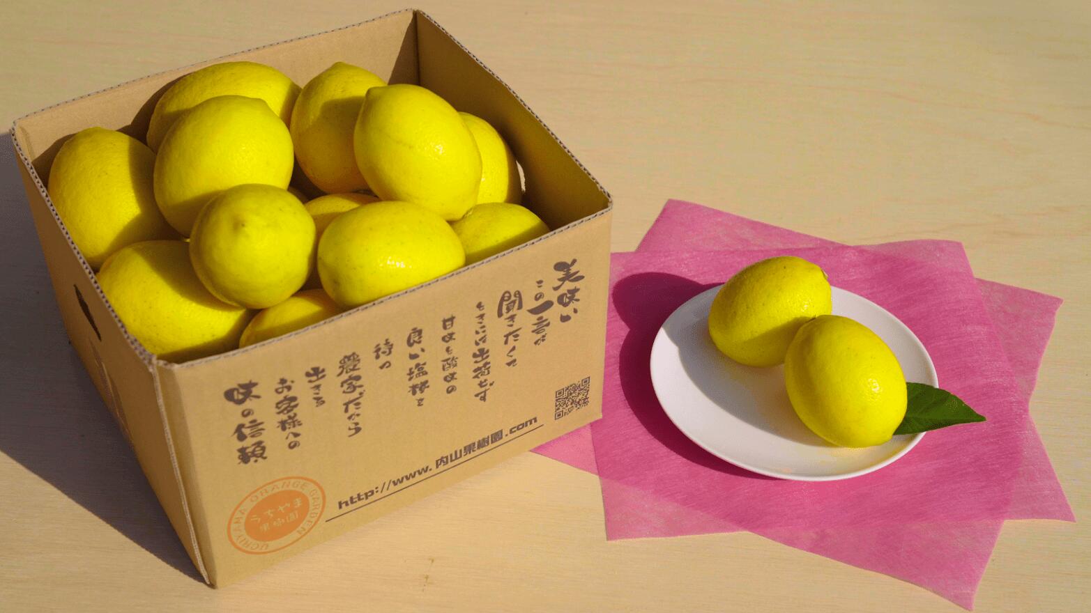 【ふるさと納税】先行予約 マイヤーレモン 約3kg (12〜20玉前後) 【2026年1月下旬-2026年2月中旬発送予定】 （レモン×オレンジ） れもん レモン 檸檬 果物 くだもの フルーツ 宇城市産 熊本県産 九州産 国産 送料無料 うちやま果樹園 サムネイル3