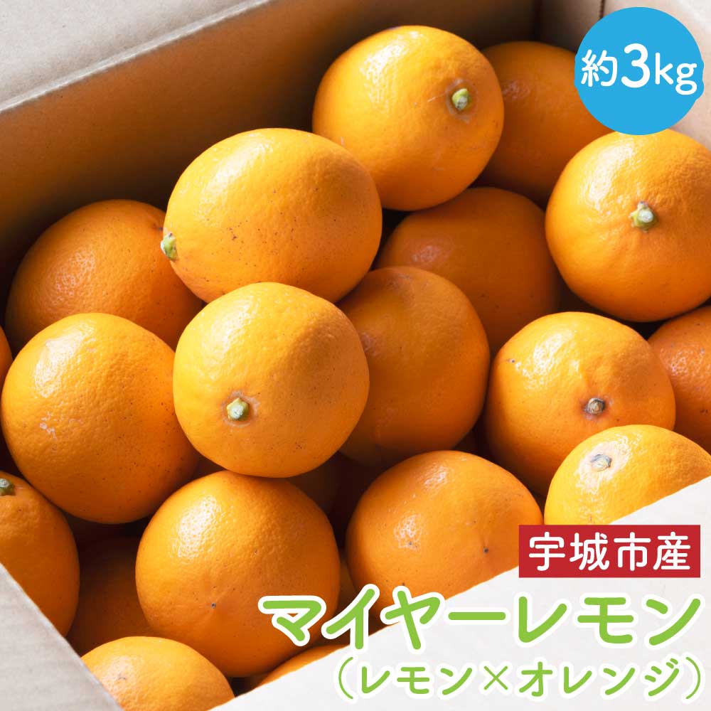 先行予約 マイヤーレモン 約3kg (12〜20玉前後) 【2026年1月下旬-2026年2月中旬発送予定】 （レモン×オレンジ） れもん レモン 檸檬 果物 くだもの フルーツ 宇城市産 熊本県産 九州産 国産 送料無料 うちやま果樹園