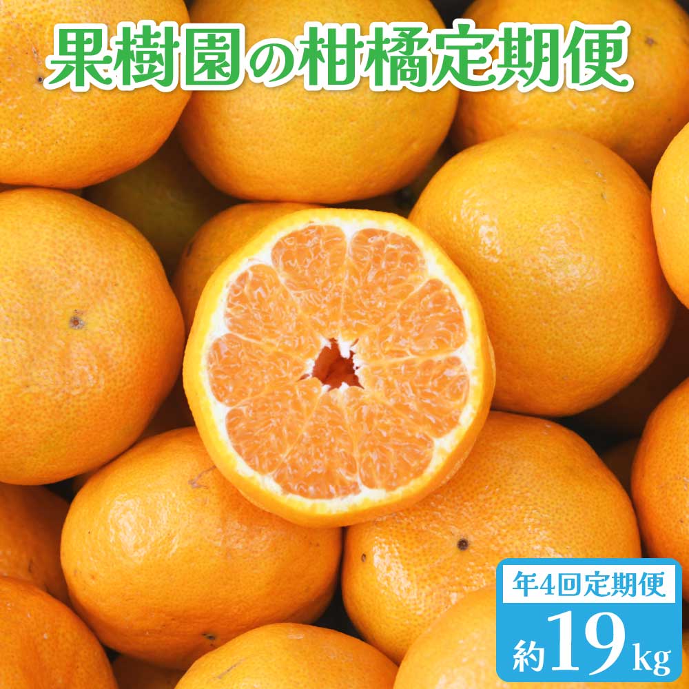 【先行予約】みかん 4回定期便 果樹園の柑橘定期便 合計約19kg (ポンカン 不知火 極早生みかん 早生みかん) 【2026年1月下旬から順次発送予定】ぽんかん みかん ミカン 蜜柑 不知火 極早生 早生 宇城市産 熊本県産 九州産 国産 送料無料 山口果樹園