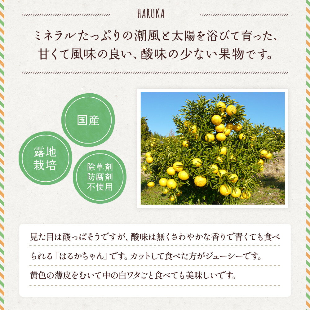 【ふるさと納税】 先行予約 みかん 訳あり はるか 約5kg (22〜27玉前後) 家庭用 【2026年2月上旬頃～2026年5月下旬発送】吉田レモニー わけあり 柑橘 宇城市産 熊本県産 九州産 国産 送料無料 吉田レモニー サムネイル3
