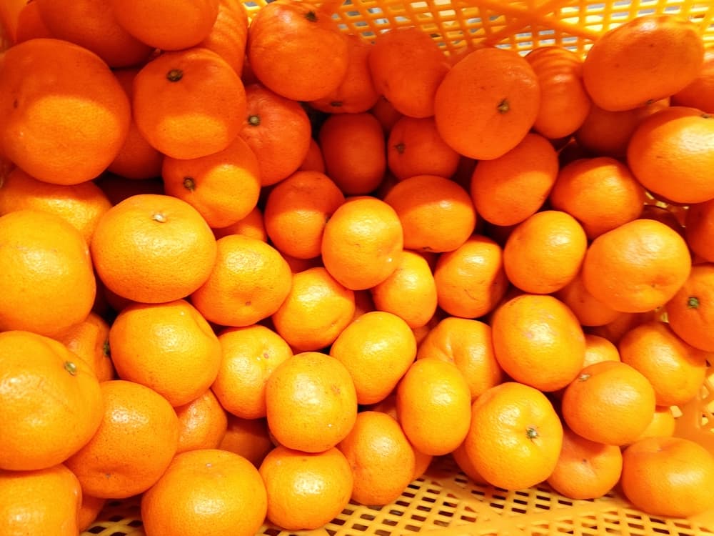 【ふるさと納税】 みかん 愛紅小町あいかちゃん 【選べる内容量】約3kg もしくは 約5kg 【2025年10月上旬頃 ～2026年1月下旬発送】 温州みかん 柑橘 宇城市産 熊本県産 九州産 国産 送料無料 吉田レモニー サムネイル2