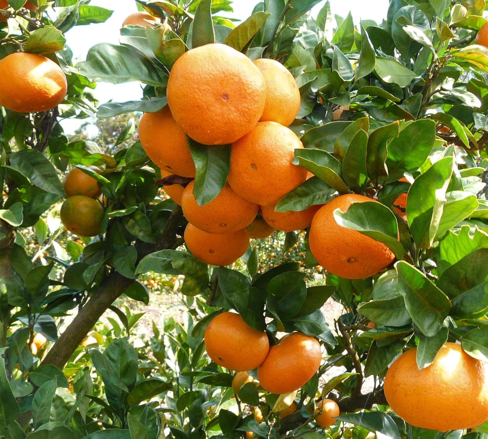 【ふるさと納税】 みかん 愛紅小町あいかちゃん 【選べる内容量】約3kg もしくは 約5kg 【2025年10月上旬頃 ～2026年1月下旬発送】 温州みかん 柑橘 宇城市産 熊本県産 九州産 国産 送料無料 吉田レモニー サムネイル3