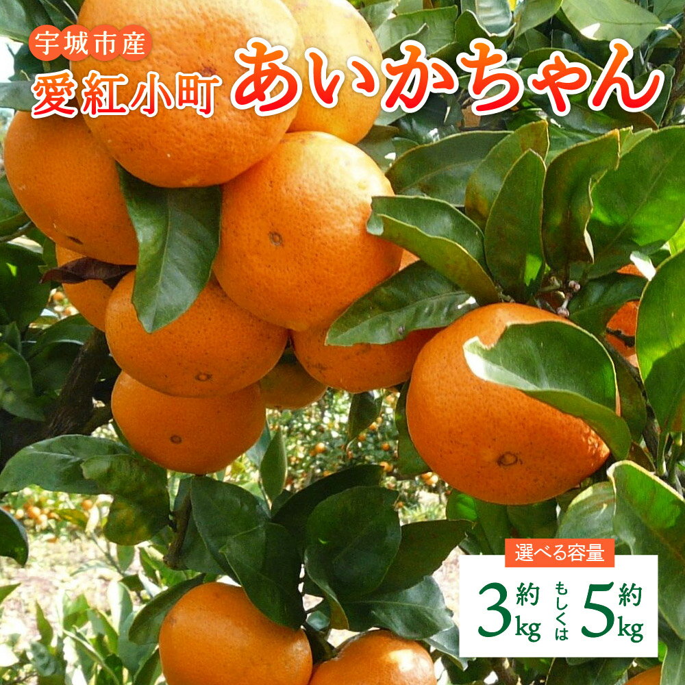 みかん 愛紅小町あいかちゃん 【選べる内容量】約3kg もしくは 約5kg 【2025年10月上旬頃 ～2026年1月下旬発送】 温州みかん 柑橘 宇城市産 熊本県産 九州産 国産 送料無料 吉田レモニー