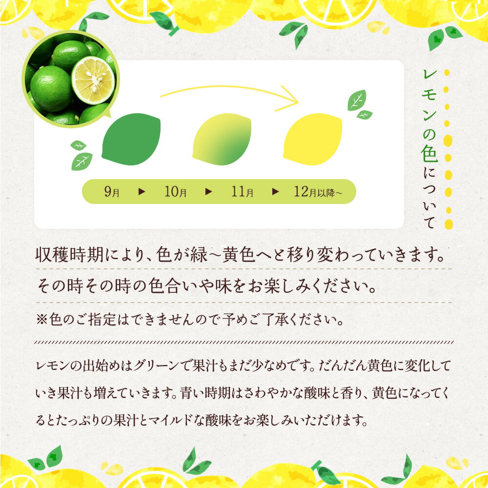 【ふるさと納税】 国産 マイヤー レモン 約3kg (15〜20玉前後) 【2025年9月下旬頃～2026年6月上旬発送】 柑橘 宇城市産 熊本県産 九州産 国産 吉田レモニー サムネイル3