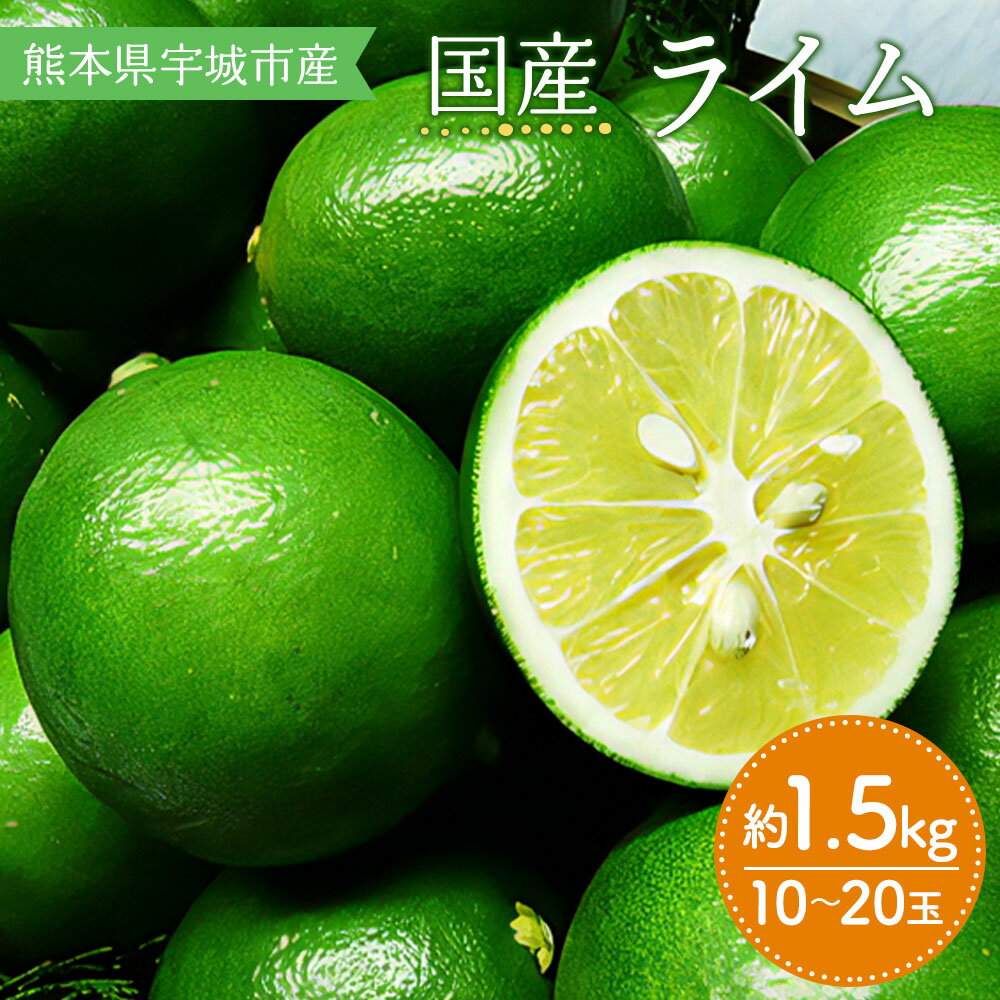 ライム 約1.5kg (10〜20玉前後) 【2025年9月下旬頃～2026年4月下旬発送】 国産 柑橘 宇城市産 熊本県産 九州産 国産 送料無料 吉田レモニー