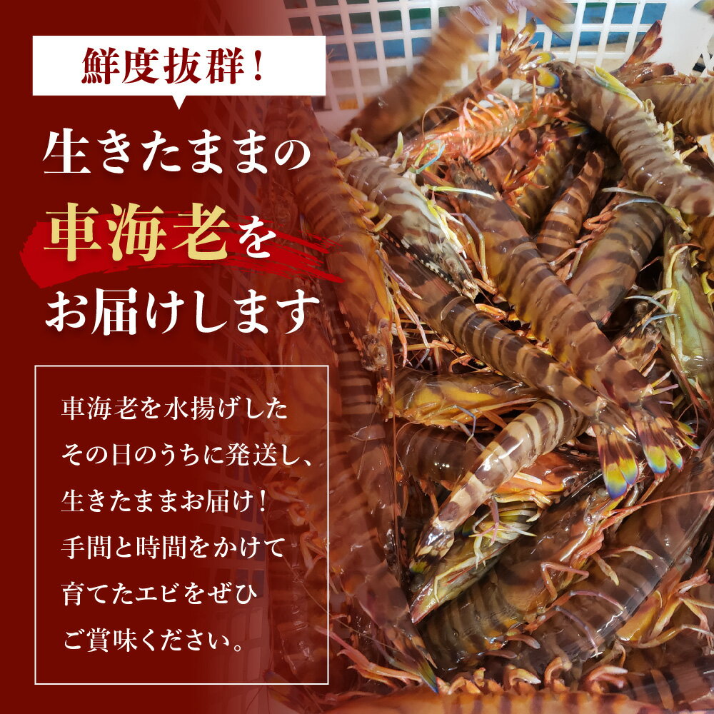 【ふるさと納税】【配送日必須】【先行予約】熊本県産 活き車海老 約270g〜1kg (8〜45尾程度) 【発送期間11月14日から2月28日】 生きたまま 活き 車エビ 海老 えび エビ 海鮮 魚介類 新鮮 国産 九州産 熊本県産 送料無料 吉本水産 サムネイル3