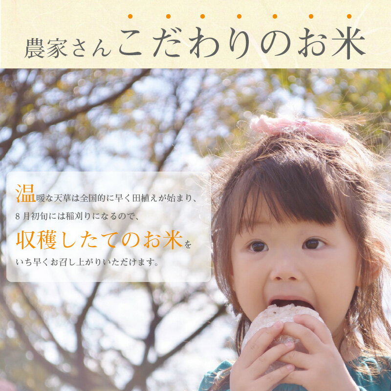 【ふるさと納税】令和7年産 コシヒカリ 5kg 精米 単一原料米 白米 ごはん 米 おにぎり 米作り 熊本県 天草 お取り寄せ 食品 九州 故郷の味 常温 送料無料 - 画像2