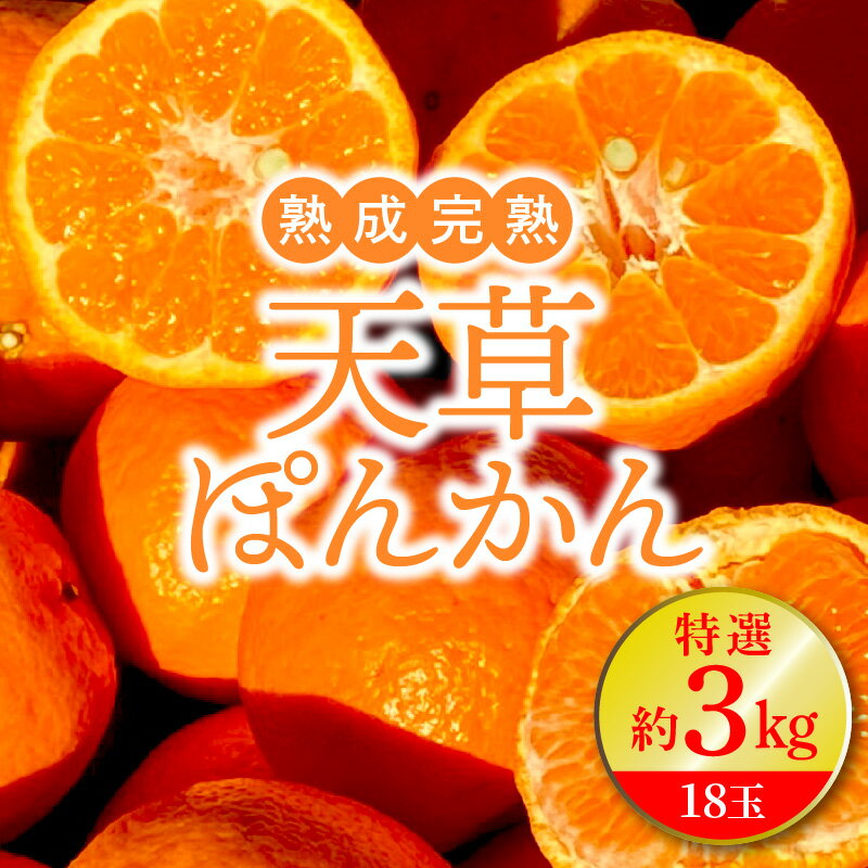 【ふるさと納税】数量限定 先行受付 ぽんかん 特選 3kg 18玉 大玉 熟成 完熟 フルーツ 天草産 柑橘 手摘み 果物 ジューシー 高しょう系 男気ポンカン 鮮度 食味 香り 2026年1月配送 常温 天草産 熊本県 九州 お取り寄せフルーツ 産地直送 送料無料 サムネイル2