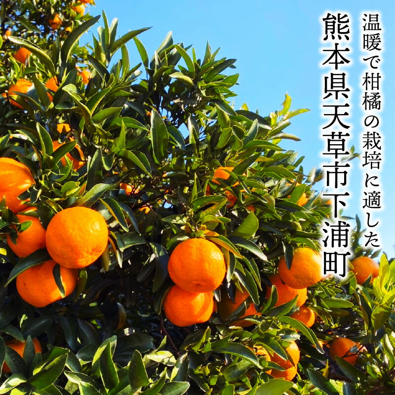 【ふるさと納税】熟成 完熟 天草 ぽんかん 2月発送 箱 込み 約 10kg サイズ混合 約 75玉 ～ 85玉 低しょう系ぽんかん 秀品 鮮度 濃厚 甘さたっぷり 柔らかい果肉 フルーツ おやつ 美味しい 後味が良い 予措 常温 上果園 熊本県 天草市 下浦町 送料無料〈先行受付〉 サムネイル3
