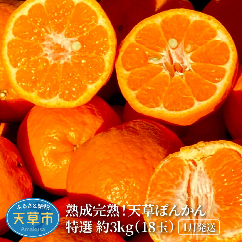 数量限定 先行受付 ぽんかん 特選 3kg 18玉 大玉 熟成 完熟 フルーツ 天草産 柑橘 手摘み 果物 ジューシー 高しょう系 男気ポンカン 鮮度 食味 香り 2026年1月配送 常温 天草産 熊本県 九州 お取り寄せフルーツ 産地直送 送料無料
