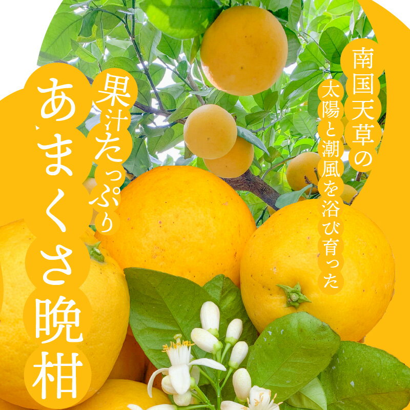 【ふるさと納税】先行受付 あまくさ 晩柑 選べる 内容量 約 5kg 10kg 南国天草の太陽と潮風を浴び育った 越冬 木成り 果物 フルーツ 柑橘 和製 グレープフルーツ みかん オレンジ 果汁たっぷり さわやか 山崎果樹園株式会社 熊本県 天草市 お取り寄せ 送料無料 サムネイル2