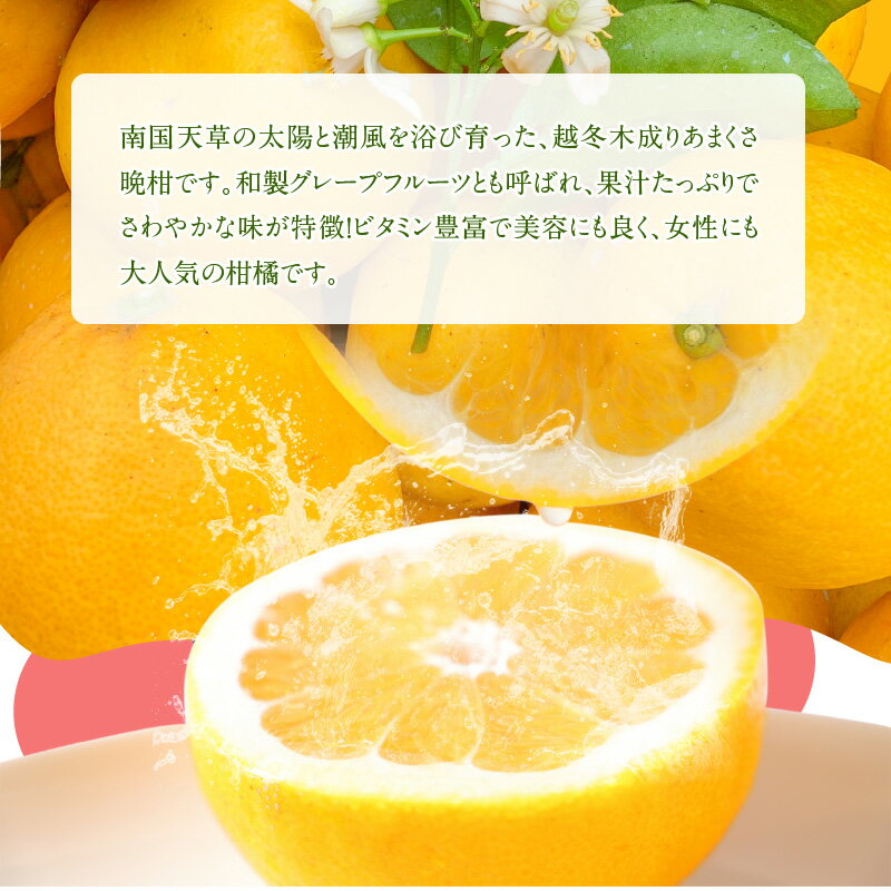 【ふるさと納税】先行受付 あまくさ 晩柑 選べる 内容量 約 5kg 10kg 南国天草の太陽と潮風を浴び育った 越冬 木成り 果物 フルーツ 柑橘 和製 グレープフルーツ みかん オレンジ 果汁たっぷり さわやか 山崎果樹園株式会社 熊本県 天草市 お取り寄せ 送料無料 サムネイル3