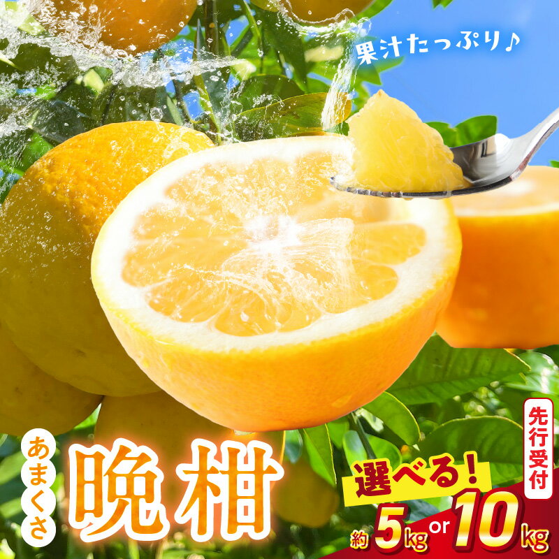 先行受付 あまくさ 晩柑 選べる 内容量 約 5kg 10kg 南国天草の太陽と潮風を浴び育った 越冬 木成り 果物 フルーツ 柑橘 和製 グレープフルーツ みかん オレンジ 果汁たっぷり さわやか 山崎果樹園株式会社 熊本県 天草市 お取り寄せ 送料無料