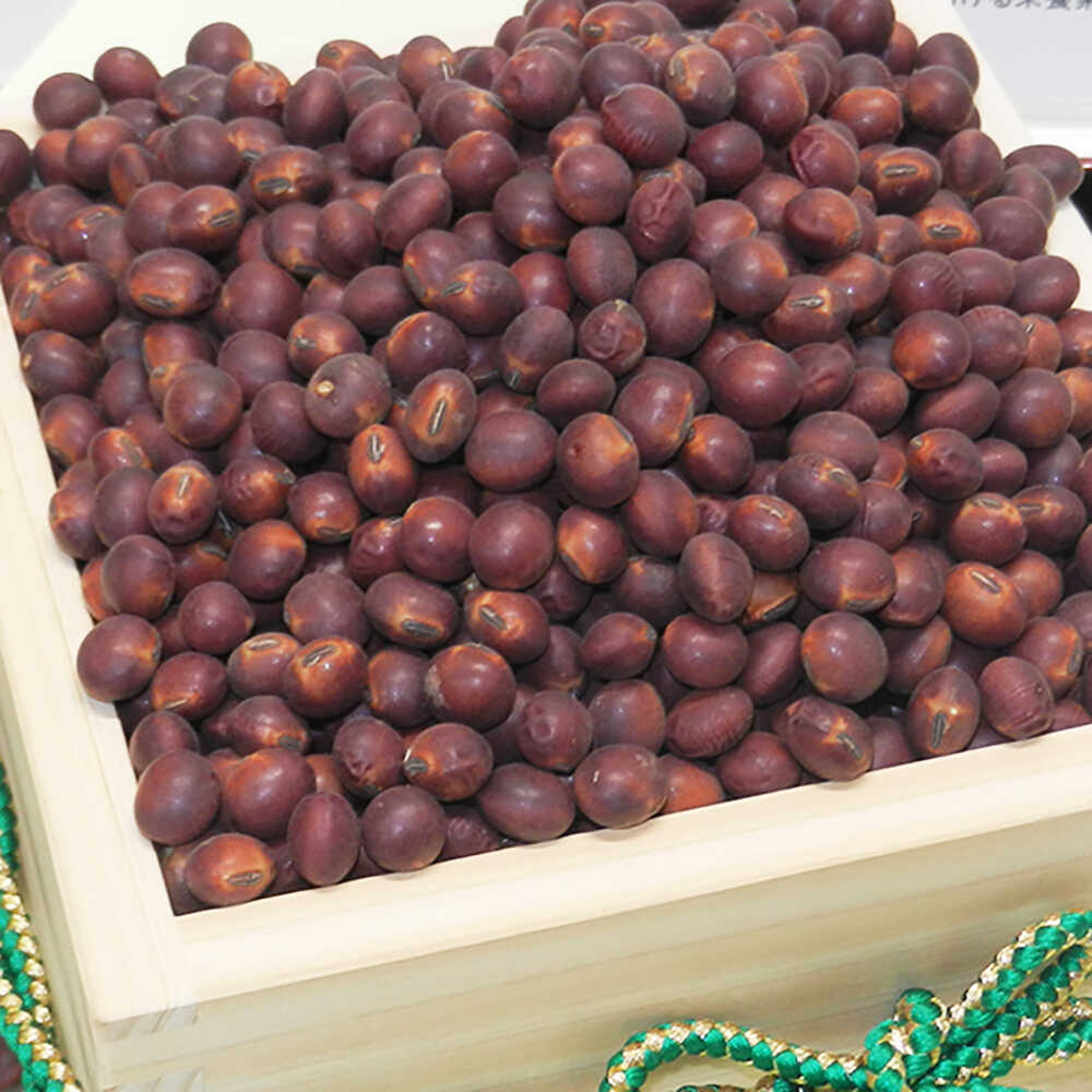 【ふるさと納税】熊本県産 赤大豆（品種 ふくあかね）300g×6袋 【一般社団法人クラッシーノこうし】[AYAB048] 大豆 だいず ダイズ 熊本県産 熊本 合志市 赤大豆 ふくあかね アントシアニン イソフラボン 送料無料 - 画像3